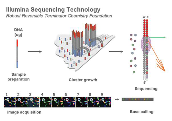 Next Generation Sequencing의 예: illumina technology