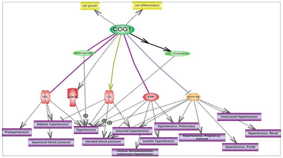 고혈압관련 질환을 대상으로 유전자간 물리적 상호작용에 의한 패스웨이 네트워크 도식화