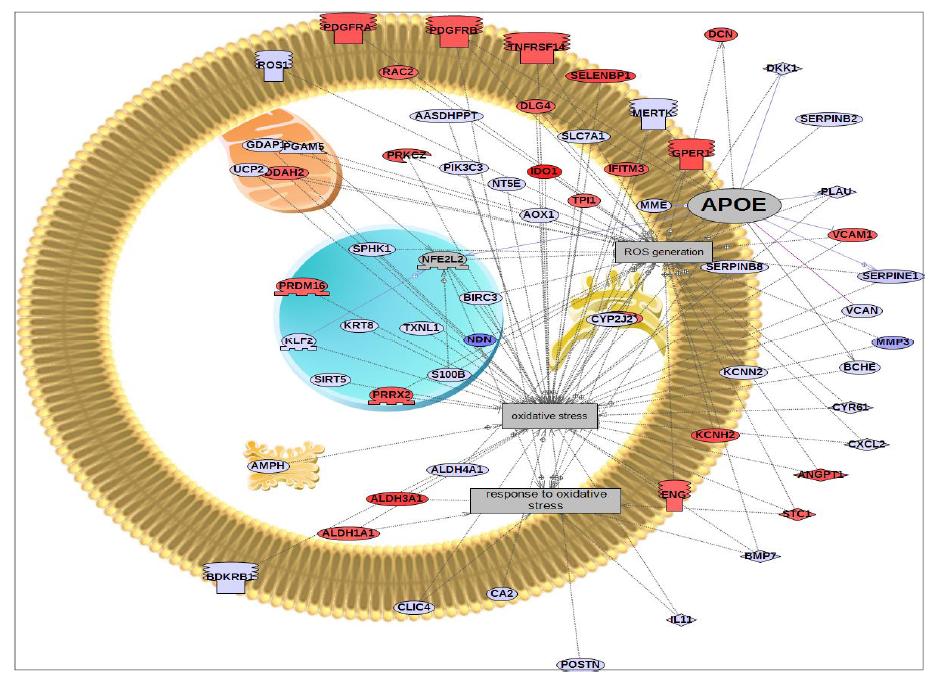 APOE 과발현시 발현변화를 보인 유전자 리스트를 활용한 산화적 스트레스 관련 상관성 분석