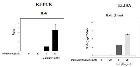miR650 과발현을 통한 IL-1b stimulated IL-6 생성능 조사