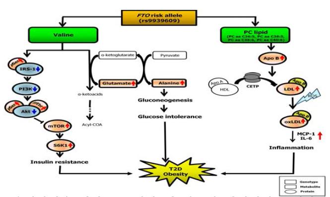 FTO 유전자형을 기반으로 비만 및 당뇨와 관련성있는 대사체들에 대한 생물학적 pathway