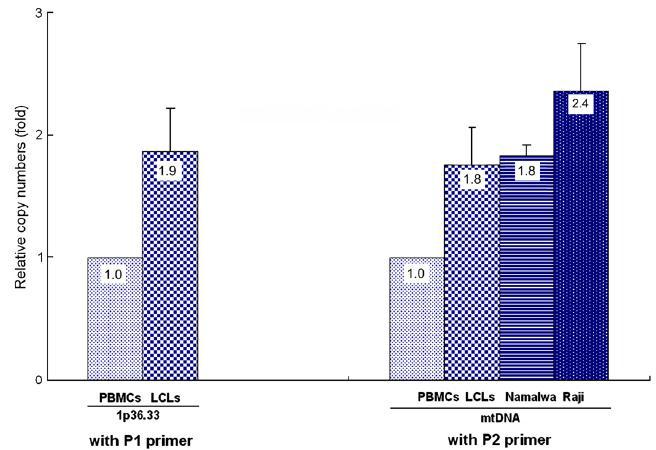 Relative copy numbers of 1p36.33 and mitochondrial DNA to peripheral blood mononuclear cells (PBMCs) in lymphoblastoid cell lines (LCLs) and Burkitt lymphoma cell lines.