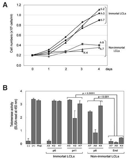 Characteristics of non-immortal LCL strains