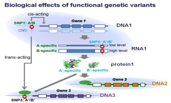 Biological effects of functional genetic variants.