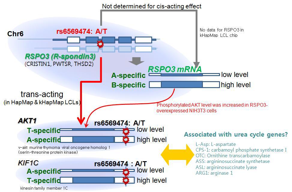 eQTL information of a genetic variant (rs6569474)