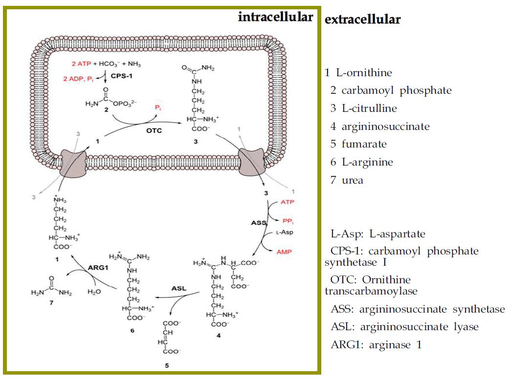 Ornitine(urea-related) cycle genes