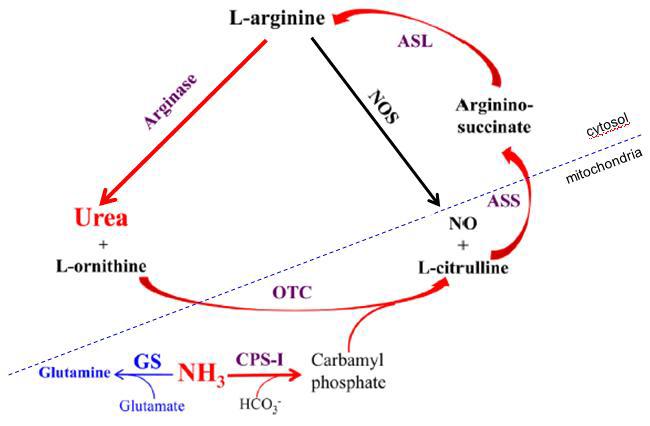 The urea cycle.