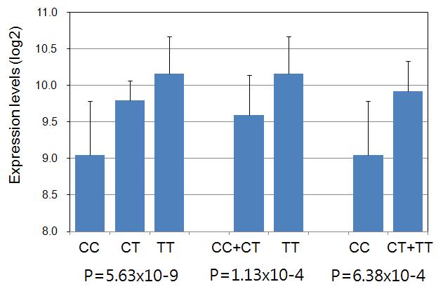 Allele-specific gene expression of IPO8 in kHapMap LCLs (n=90)