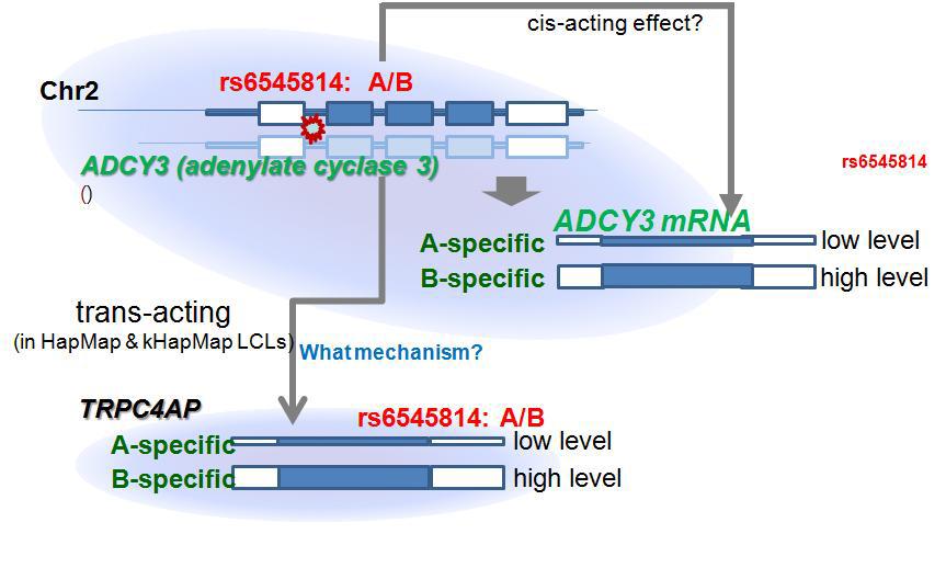 eQTL information of a genetic variant (rs6545814)