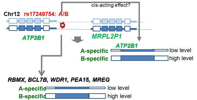 eQTL information of a genetic variant (rs17249754)