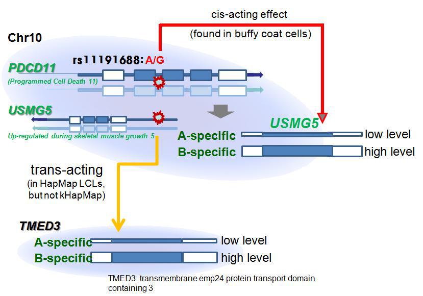 eQTL information of a genetic variant (rs111916887)