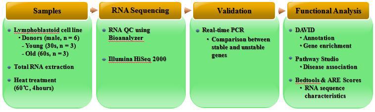 Experimental flowchart for analysis of heat labile RNA transcripts