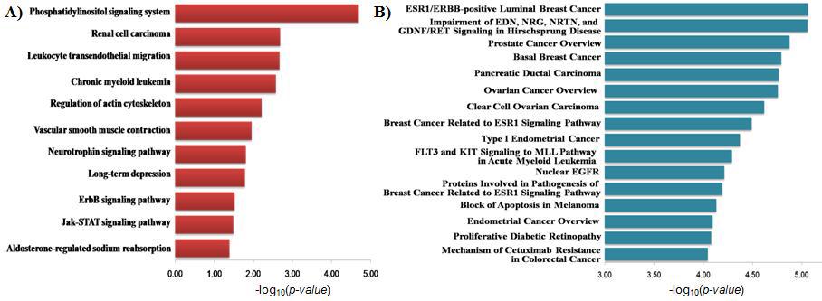 Enriched KEGG (A) and Disease (B) pathway of heat-labile genes.