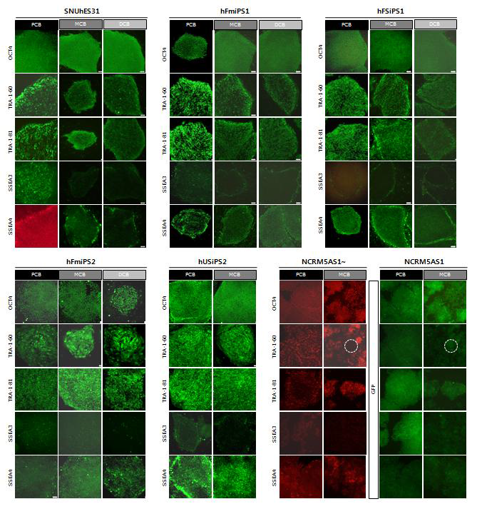 뱅킹단계별 특성분석 : 줄기세포 마커 발현조사, GFP발현(NCRM-IPSC)