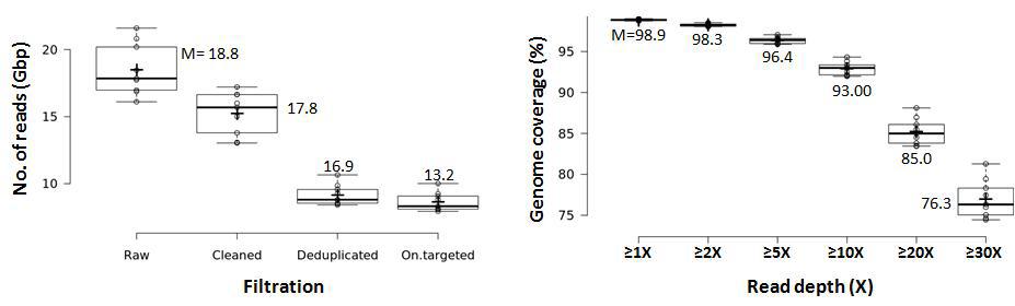 단계별 Sequencing Read 분포(좌)와 Agilent SureselectXT toolkit에 의해 capture된 depth별 누적 분포(우)