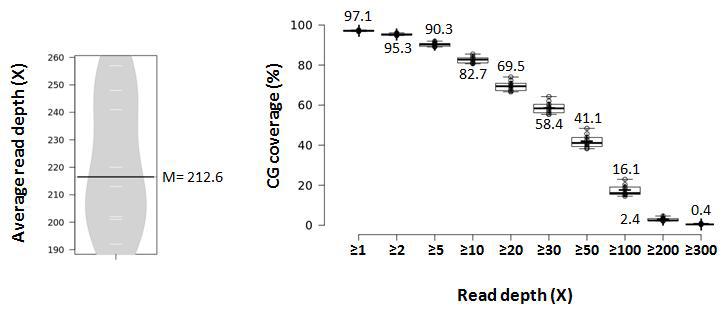 샘플에 대한 각 cytosine site에서의 평균 sequencing depth (좌)와 누적 분포 (우)