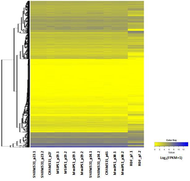 RNA-seq의 FPKM 값으로 표현한 줄기세포주의 hierarchical clustering