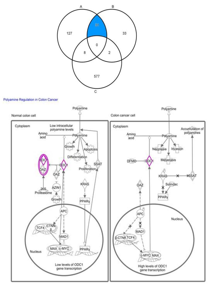 Banking 된 iPSCs (hFSiPS1, hFmiPS1)와 CHA-hES15의 DEGs 분석에서 역분화줄기세포 특이적으로 발현하는 DEGs 31개의 벤다이어그램 (파란색, 위).