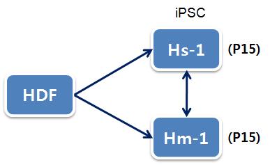 HDF 유래 iPSC 수립방법에 따른 분석 수행 모식도