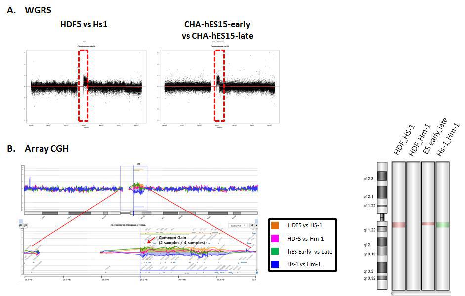 chr20 q11.21 region에서 확인한 CNV gain