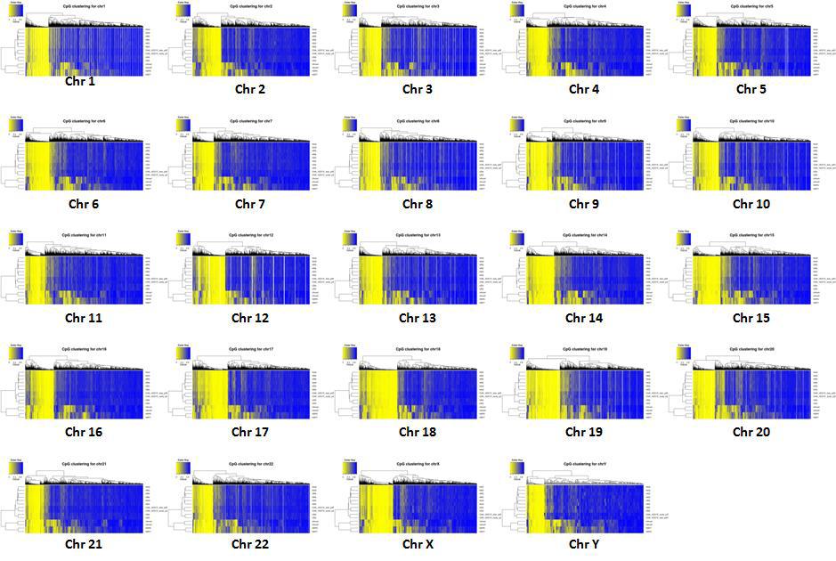 Agilent SureselectXT toolkit에 의해 target 영역에서 methylation level 의 계층적구조가 표현된 heatmap