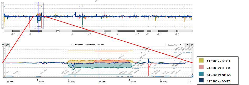 17p11.2-12 영역의 arrayCGH 결과