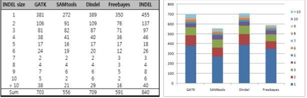 Algorithm 에 따른 INDEL calling 개수와 INDEL size 분포