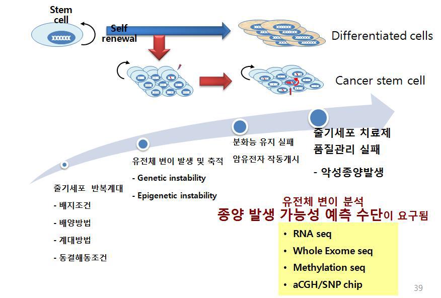 줄기세포주 품질관리 프로토콜 개발과 품질 검증