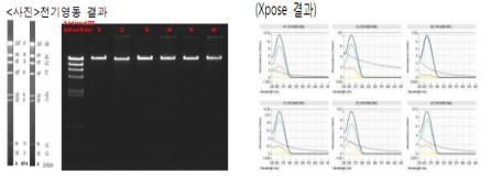 전기영동, Xpose 농도 측정 결과(SNUhEs31, hFSiPS1, hFmiPS1)