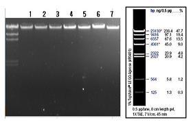 전기영동 결과 (CRMiPS-GFP, hFmiPS2, hUSiPS2-4)