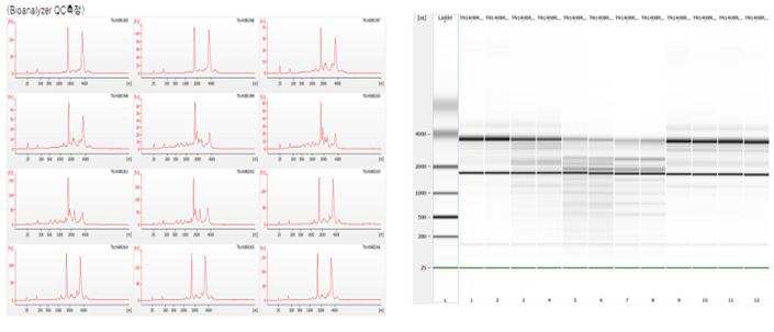 Bioanalyzer QC_28s/18s ratio 결과값 (SNUhEs31, hFSiPS1, hFmiPS1)