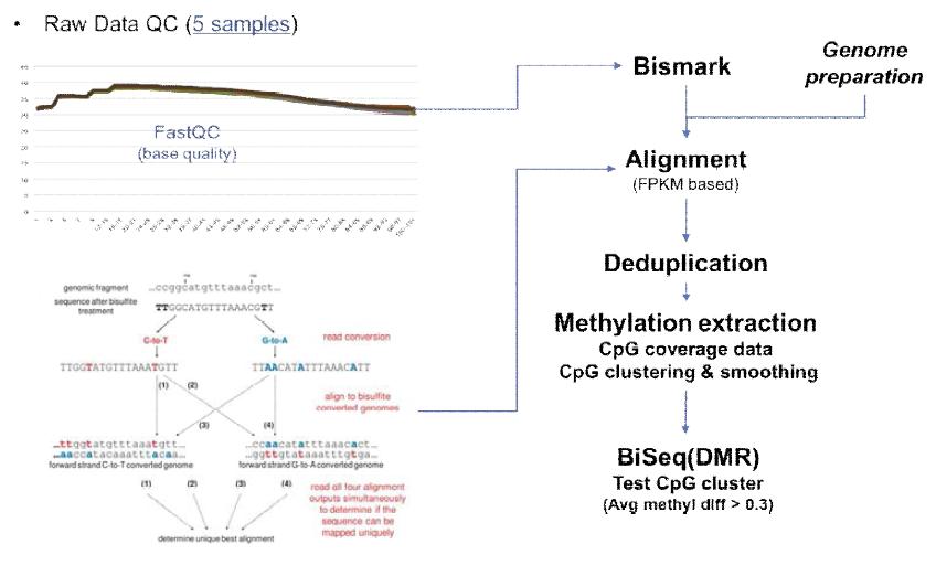 Methylation sequencing 데이터 분석 방법 (BS-Seq & MeDIP-BS-Seq)