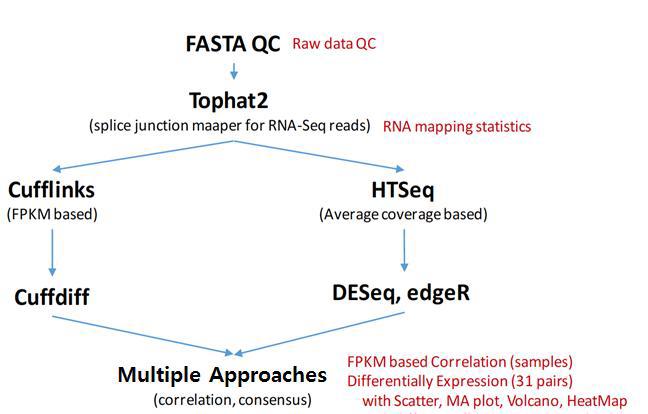 RNA-Seq 데이터 분석 및 DEG 분석 방법