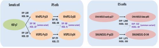 줄기세포주 배양단계별, 역분화줄기세포 수립전후 변이 양상 ((SNUhEs31, hFSiPS1, hFmiPS1))