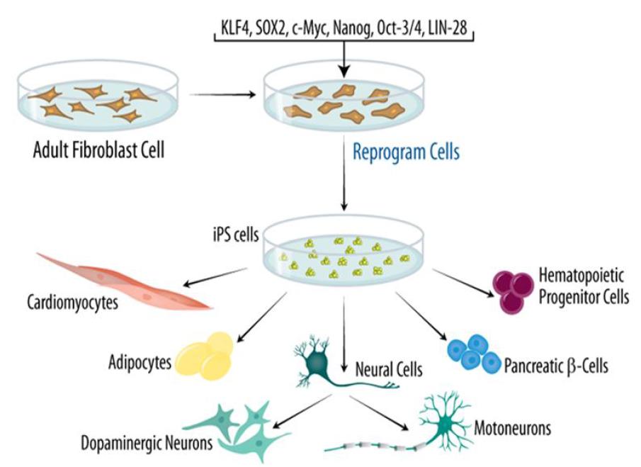 역분화 인자를 이용한 역분화줄기세포의 생성 및 분화