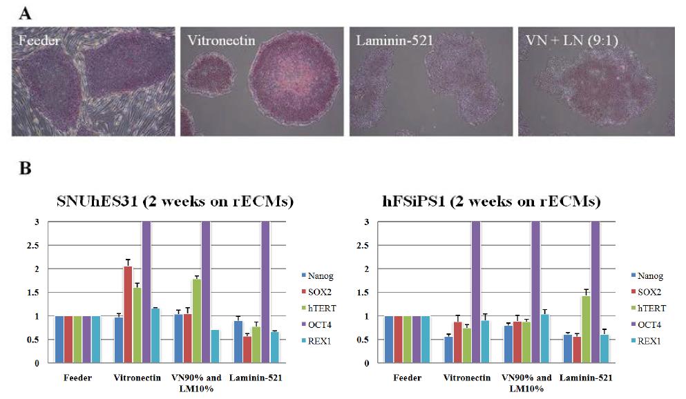 재조합 세포외기질 및 defined media에서 2주간 배양한 줄기세포 (hFsiPS1)의 형상(A, Alkaline phosphatase 염색) 및 전분화능 관련 유전자 발현 패턴(B, realtime PCR)