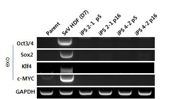 Sendai virus로 수립한 역분화줄기세포에서 exogene의 silencing 확인
