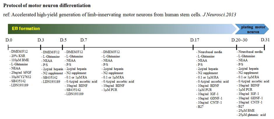 운동신경세포분화유도를 위한 Amoroso et al.,(J Neurosci.2013)의 분화프로토콜