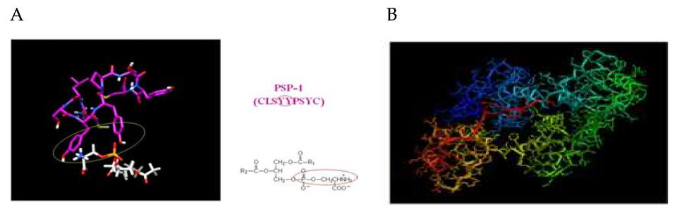 자연사멸세포 타켓팅 펩타이드(PSP-1,A)와 단백질(Annexin V, B)의 3차원 구조