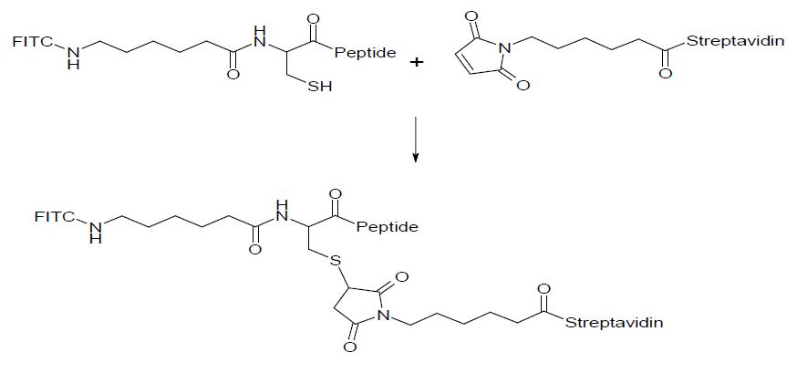 Activated streptavidin-Maleimide와 합성한 FITC-펩타이드의 융합체