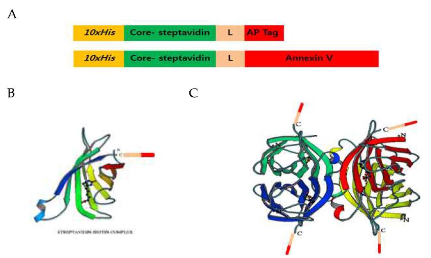 Schematic diagram of gene cloning for streptavidin-linker-apoptosis targeting