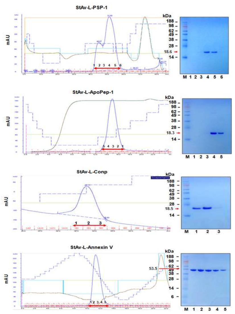 Purification of Strptavidin-peptides or -Annexin V fusion proteins by FPLC analysis