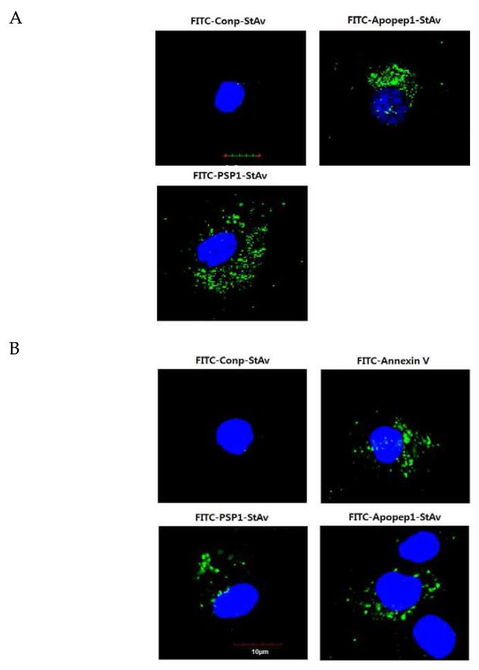 Targeting of FITC-streptavidin-peptides to apoptotic macrophageJ774A.1 (A) or BMDM (B) which were treated with 100nM cycloheximide.