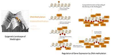 에피유전체와 유전자발현조절 기작