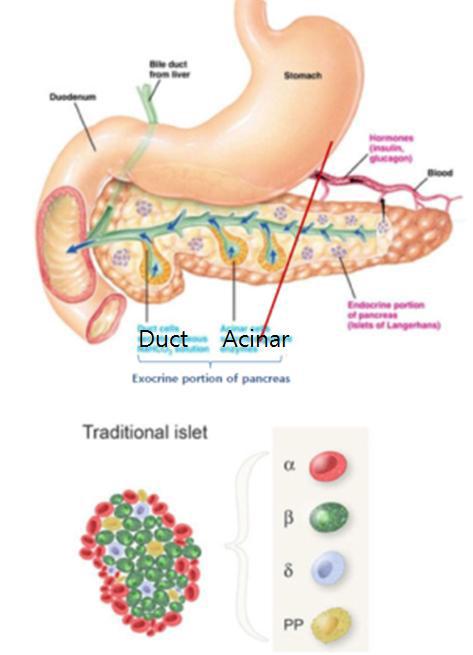 췌장 조직의 세포구성, beta, Ductal, Acinar