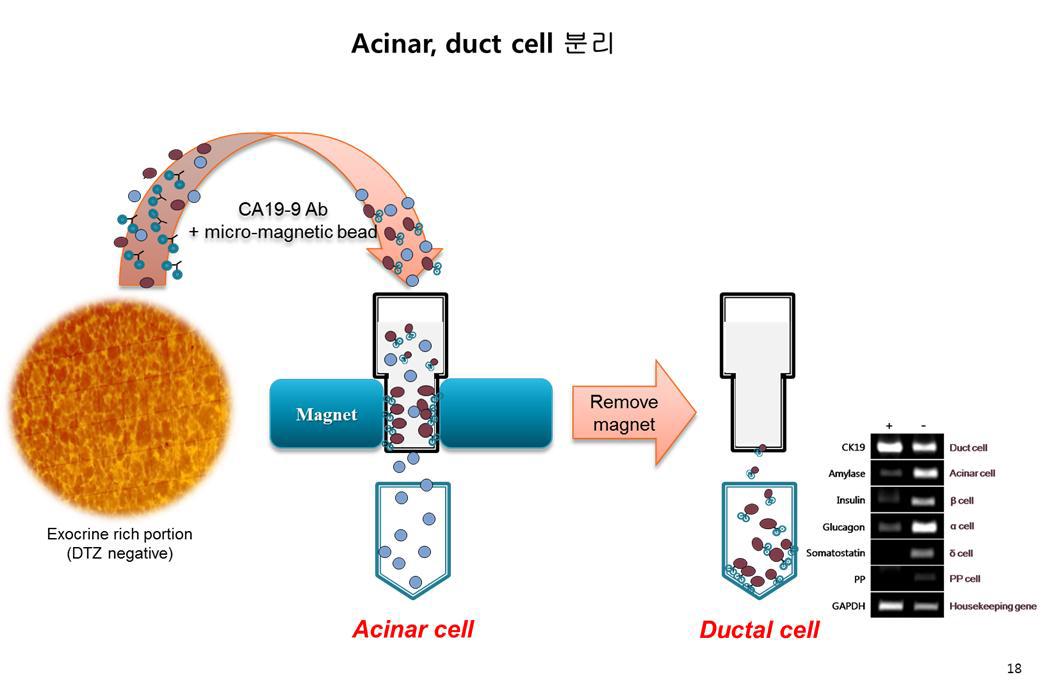 췌장조직으로부터 Acinar, Duct세포의 순수분리, 한국인 에피유전체 용역사업