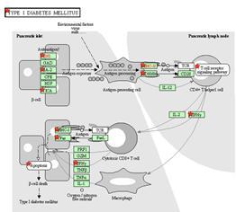 beta 세포 DM top pathway Type I Dibetes Miletus, 선별된 유전자는 붉은색 별표 표시