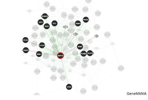 선별된 CpG연관 유전자중 중심 유전자(MAPK10)에 집중된 네트워크 상호작용을 분석하여 보여주는 GeneMANIA 분석법