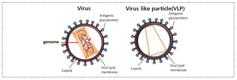 Virus like particl, VLP