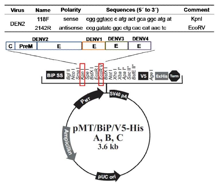 DVLP(1-4) 개발, pMT/BiP/V5-His vector (Invitrogen, USA)를 이용하여 DENV2의 capside, Pre/M, E 유전자와 DENV1, 3, 4의 E 유전자를 Cloning 하였음.